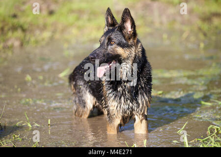 Hund haben Sie Spaß im Sommerurlaub im Wasser schwimmen Stockfoto