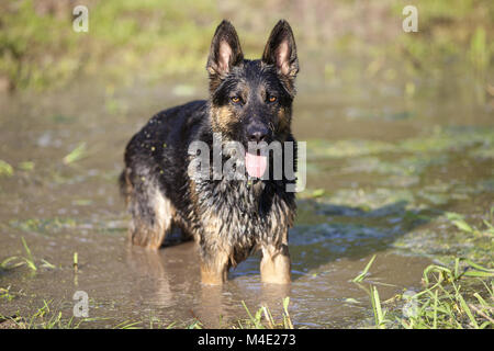 Hund haben Sie Spaß im Sommerurlaub im Wasser schwimmen Stockfoto