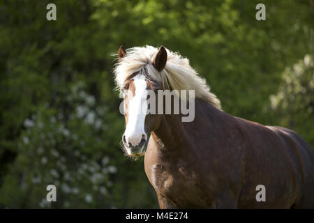 Entwurf des Pferd Porträt Stockfoto