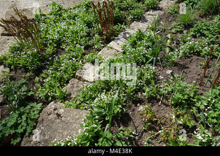 Brunnera macrophylla Alba, weiße Kaukasier Vergiss Mich Nicht Stockfoto