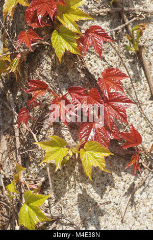 Parthenocissus tricuspidata Veitchii, Japanisch Kriechgang Stockfoto