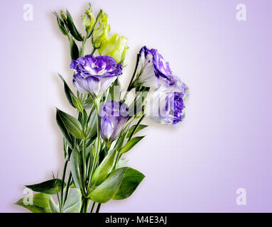 Blumenstrauß aus Eustoma Blumen auf einem zarten lila Hintergrund isoliert Stockfoto