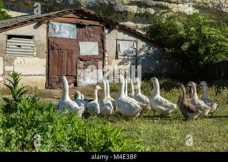 Herde von Hausgänsen auf dem grünen Rasen in der Nähe von Scheune Stockfoto