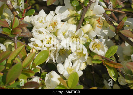 Chaenomeles japonica var. Alba, weiß blühende Quitte Stockfoto