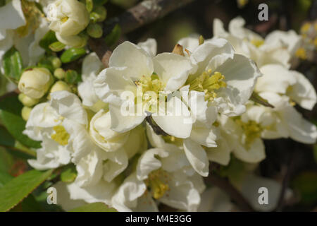 Chaenomeles japonica var. Alba, weiß blühende Quitte Stockfoto