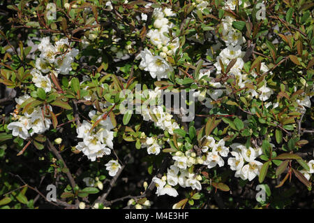 Chaenomeles japonica var. Alba, weiß blühende Quitte Stockfoto