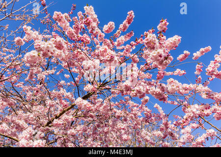 Volle Blüte im Frühling der Kirschblüte Bäume Stockfoto