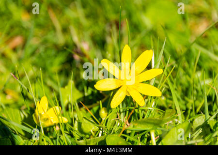 Gelbe Margarita im Frühjahr Stockfoto