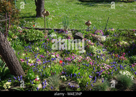 Muscari botryoides, Traubenhyazinthen, Primula acaulis, Primrose Stockfoto