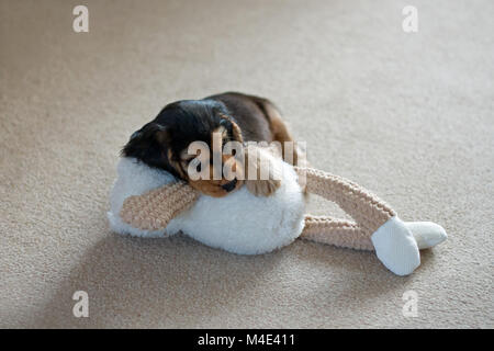 Acht-Woche-alten englischen zeigen Cocker Spaniel Welpe mit Kauspielzeug. Stockfoto