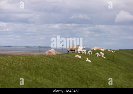 Lämmer auf dem Deich von Westerhever in Deutschland Stockfoto