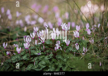 Wilde Cyclamen Hederifolium im Wald. Stockfoto