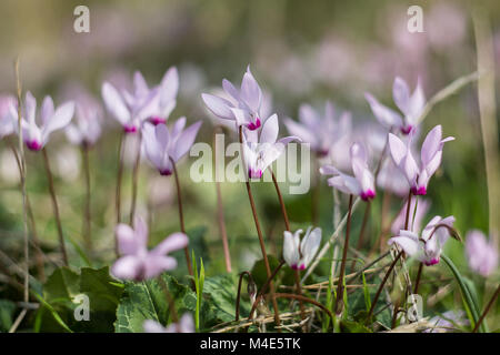 Wilde Cyclamen Hederifolium im Wald. Stockfoto