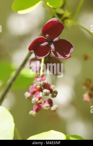 Akebia quinata Akebia, 5-Blatt Stockfoto