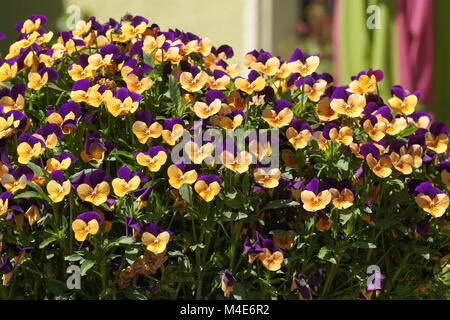 Viola sororia, gehörnten Violett Stockfoto
