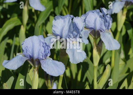 Iris Lanceolata - nana Blue Denim, Zwerg Iris Stockfoto