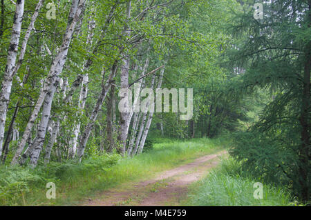 BirchBreezes - in den nördlichen Wäldern von Wisconsin. Es beruhigt die Seele mit der einfachen natürlichen Szene. Stockfoto