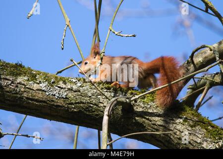 Junge Eichhörnchen 5. Stockfoto