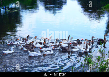 Flug der jungen weißen Gänse auf dem Fluss schwimmen Stockfoto