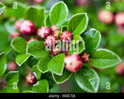 Nahaufnahme von roten Beeren auf grüne Blätter außerhalb Stockfoto