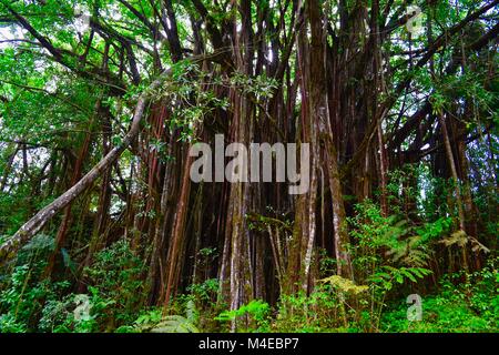 Banyan Bäume, Rainbow Falls State Park, Hilo, Hawaii Stockfoto