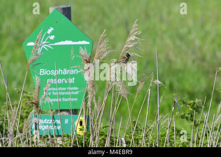 Gemeinsamen Reed Bunting Stockfoto