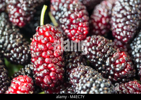 Frische mulberry Obst closeup Stockfoto