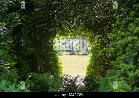 Waldlichtung im Sonnenlicht Stockfoto