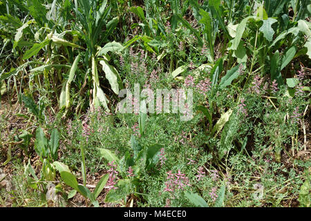 Fumaria officinalis, Fumitory Stockfoto