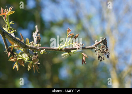 Juglans regia Walnuss, junge Triebe nach Frostschäden Stockfoto