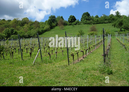 Vitis vinifera, Weinrebe, junge Triebe Stockfoto