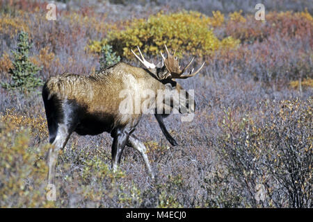 Junge Bull Moose Stockfoto