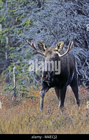 Junge Bull Moose in der Chugach Mountains Stockfoto