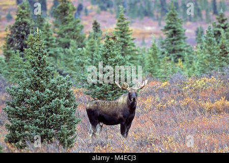 Junge Bull Moose Stockfoto