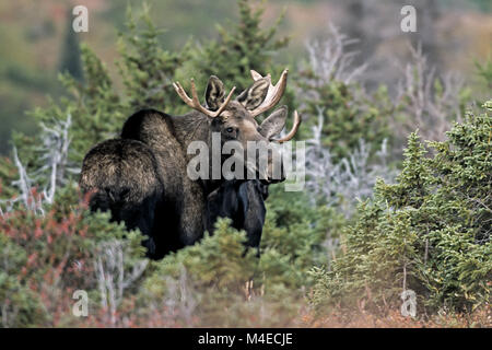 Junge Bull Moose in der Chugach Mountains Stockfoto