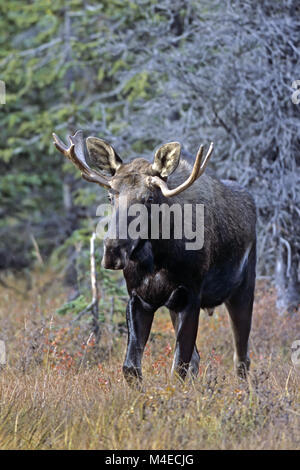 Junge Bull Moose Stockfoto