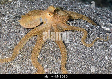 Langer Arm Octopus, Abdopus sp., Lembeh Strait, Nord Sulawesi, Indonesien, Pazifik Stockfoto