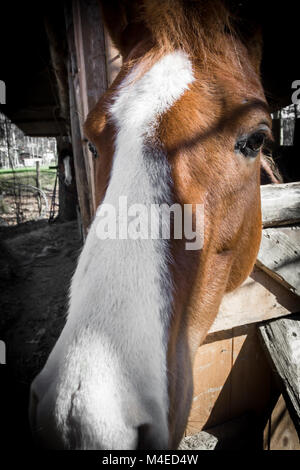 Horse Portrait Stockfoto
