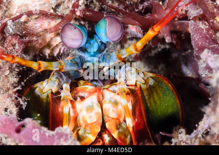 Peacock mantis Shrimps, Odontodactylus scyllarus, Lembeh Strait, Nord Sulawesi, Indonesien Stockfoto