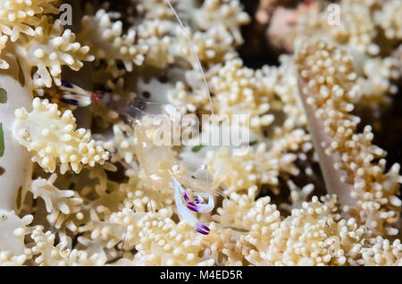 Wunderschöne anemone Garnele, Ancylomenes Magnificus, auf der Anemone, Actinodendron arboreum, Lembeh Strait, Nord Sulawesi, Indonesien, Pazifik Stockfoto
