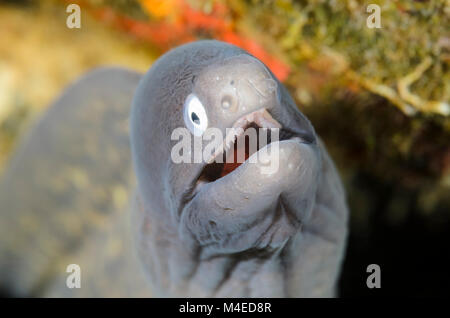 Weiß gemustert Moray, Aal, Gymnothorax thyrsoideus, Lembeh Strait, Nord Sulawesi, Indonesien, Pazifik Stockfoto