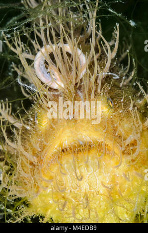 Haariger Anglerfisch, Antennarius striatus, mit seinen Wurm wie esca oder Locken, Lembeh Strait, Nord Sulawesi, Indonesien, Pazifik Stockfoto