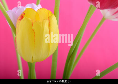 Frühling Blumen Banner - gelbe Tulpe Blumen auf abstrakten Hintergrund Stockfoto