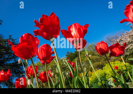 Red tulips in the garden Stockfoto