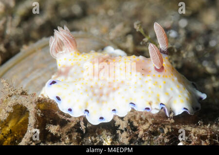 Sea Slug oder Nacktschnecken, Doris ocelligera, Lembeh Strait, Nord Sulawesi, Indonesien, Pazifik Stockfoto