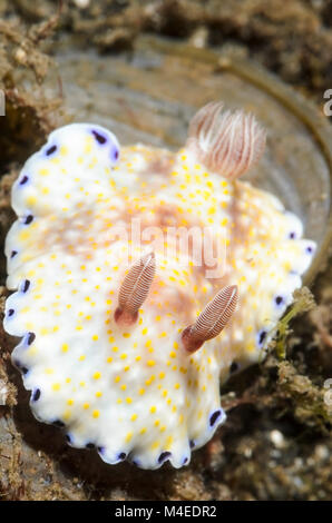 Sea Slug oder Nacktschnecken, Doris ocelligera, Lembeh Strait, Nord Sulawesi, Indonesien, Pazifik Stockfoto