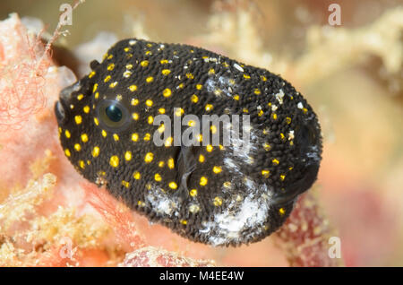 Juvenile Guineafowl Puffer, Arothron meleagris, Lembeh Strait, Nord Sulawesi, Indonesien, Pazifik Stockfoto