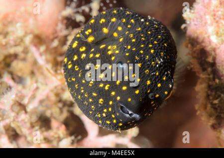 Juvenile Guineafowl Puffer, Arothron meleagris, Lembeh Strait, Nord Sulawesi, Indonesien, Pazifik Stockfoto