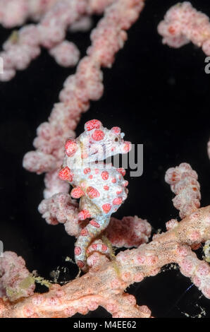 Bargibanti's Pygmy Seahorse, Hippocampus Bargibanti, Lembeh Strait, Nord Sulawesi, Indonesien, Pazifik Stockfoto