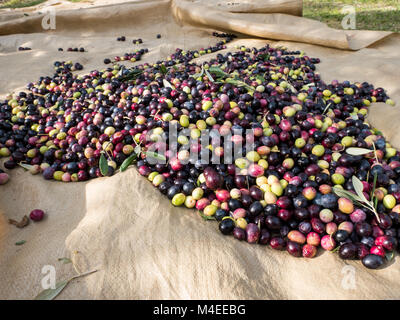 Viele bunte Bio Oliven auf dem Boden im Olive Tree Plantation Stockfoto